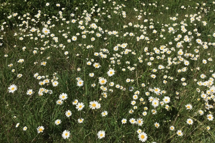 The Holt field daisies